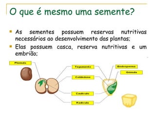 O que é mesmo uma semente?
   As sementes possuem reservas nutritivas
    necessários ao desenvolvimento das plantas;
   Elas possuem casca, reserva nutritivas e um
    embrião;
 