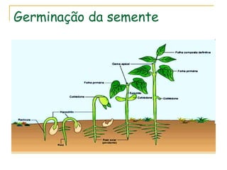 Germinação da semente
 