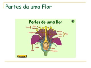Partes da uma Flor
 