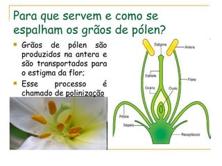 Para que servem e como se
espalham os grãos de pólen?
   Grãos de pólen são
    produzidos na antera e
    são transportados para
    o estigma da flor;
   Esse     processo     é
    chamado de polinização
 