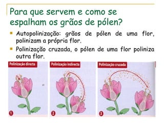 Para que servem e como se
espalham os grãos de pólen?
   Autopolinização: grãos de pólen de uma flor,
    polinizam a própria flor.
   Polinização cruzada, o pólen de uma flor poliniza
    outra flor.
 
