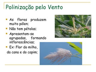 Polinização pelo Vento
 As flores produzem
  muito pólen;
 Não tem pétalas;

 Apresentam-se

  agrupadas, formando
  inflorescências;
 Ex: Flor do milho,

 da cana e do capim;
 
