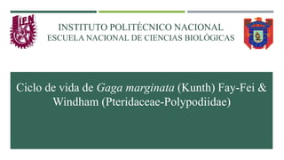 Ciclo de vida de Gaga marginata (Kunth) Fay-Fei &
Windham (Pteridaceae-Polypodiidae)
INSTITUTO POLITÉCNICO NACIONAL
ESCUELA NACIONAL DE CIENCIAS BIOLÓGICAS
 
