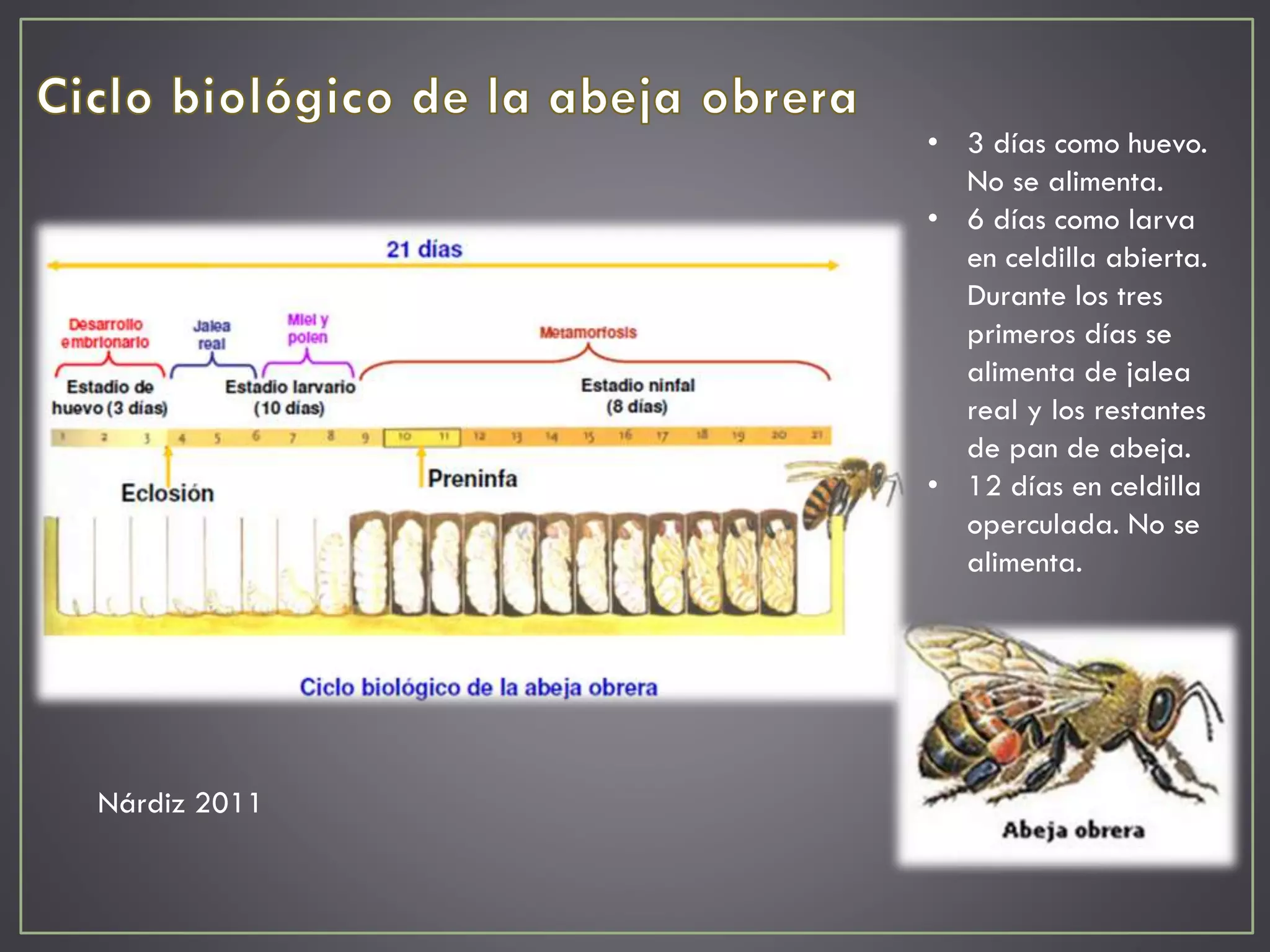 Ciclo de vida de la abeja (Apis mellifera) final | PPT