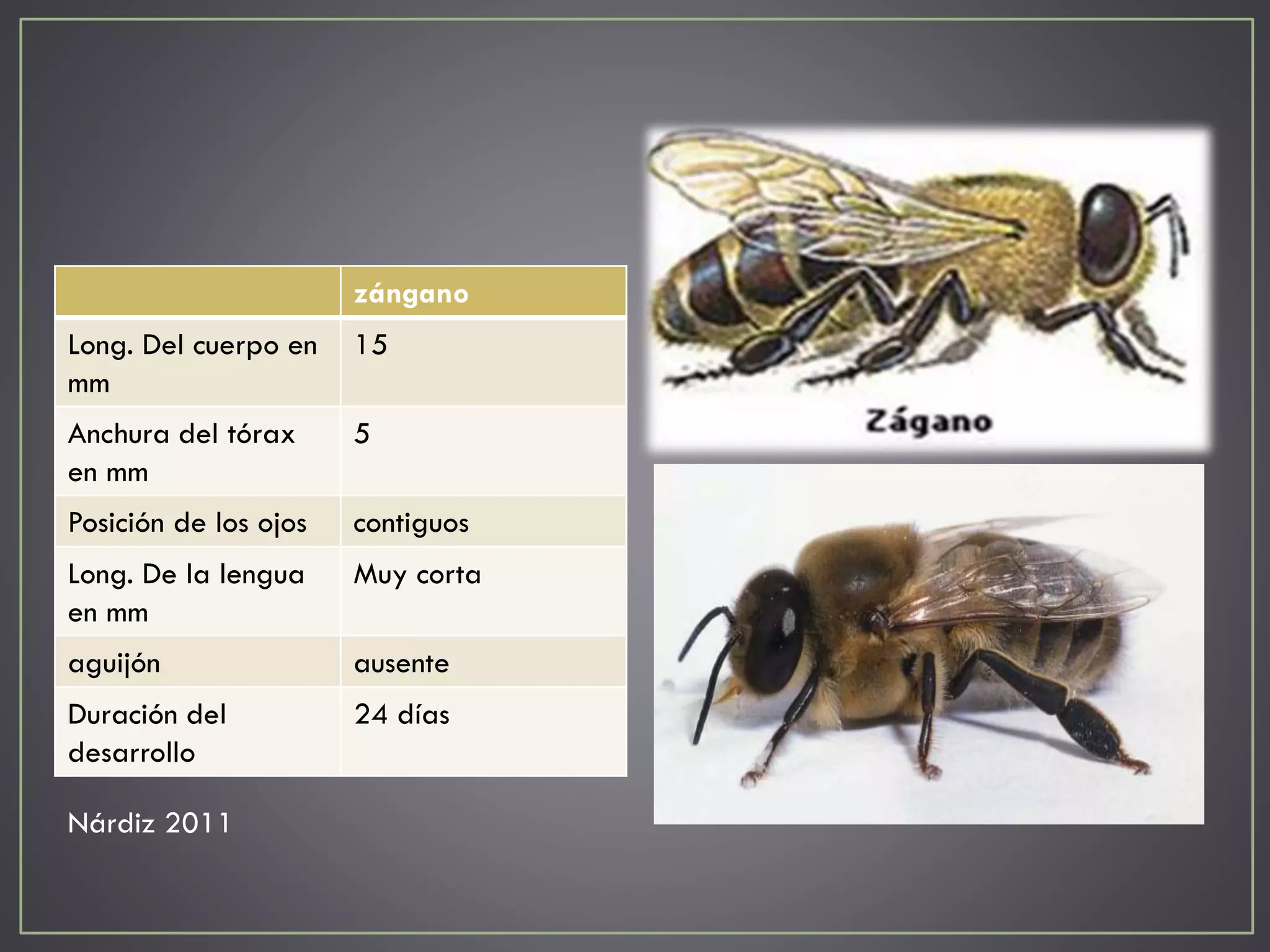 Ciclo de vida de la abeja (Apis mellifera) final | PPT