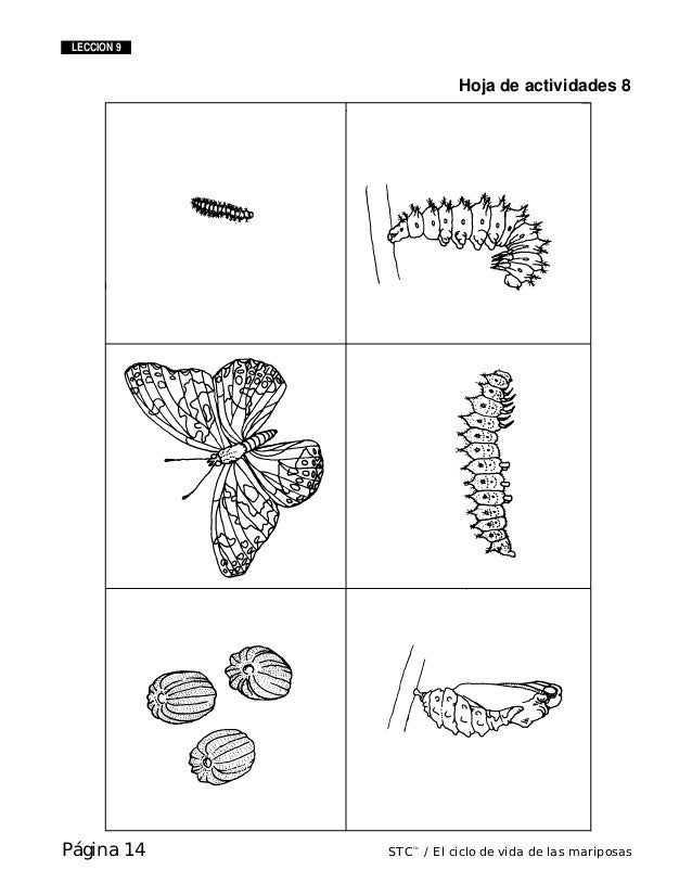 Ciclo De Vida De La Mariposa Cuaderno De Actividades