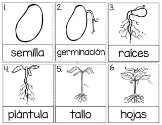 semilla germinación raíces
plántula tallo hojas
1. 2. 3.
4. 5. 6.
 