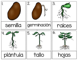 1. 2. 3.
4. 5. 6.
semilla germinación raíces
plántula tallo hojas
 