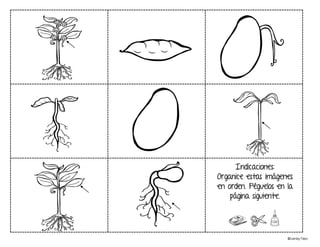 Indicaciones:
Organice estas imágenes
en orden. Péguelos en la
página siguiente.
©Learning Palace
 