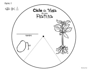 ©Learning Palace
_____________________
Nombre
Parte 1
de una
Ciclo de Vida
Planta
 