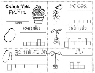 raices
ooooooo
raices
plantula
ooooooo
plantula
semilla
ooooooo
semilla
germinacion
ooiiiooIooo
germinacion
tallo
oooooooo
tallo
_____________________
Nombre
©
Learni
n
g
Palace
de una
Ciclo de Vida
Planta
 