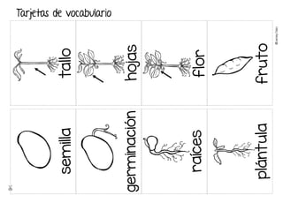 ©
Learni
n
g
Palace
tallo
hojas
flor
fruto
semilla
germinación
raíces
plántula
Tarjetas de vocabulario
 