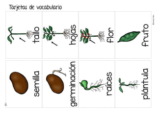 ©
Learni
n
g
Palace
tallo
hojas
flor
fruto
semilla
germinación
raíces
plántula
Tarjetas de vocabulario
 