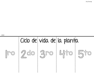 1ro 2do 3ro 4to 5to
Ciclo de vida de la planta
©
Learni
n
g
Palace
doblar
 