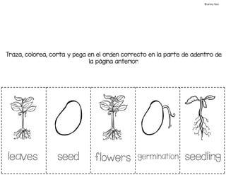 leaves seed flowers germination seedling
Traza, colorea, corta y pega en el orden correcto en la parte de adentro de
la página anterior.
©Learning Palace
 