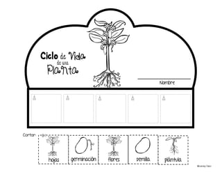 germinación flores
hojas semilla
Cortar:
plántula
_____________________
Nombre
©Learning Palace
 