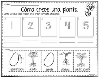 Cómo crece una planta
Nombre:_________________________
Corte y pegue cada imagen en el orden correcto. Etiquételo.
Cortar:
ooooo
1
©Learning Palace
ooooo
2
ooooo
3
ooooo
4
ooooo
5
semilla plantula adulto joven
adulto
germinacion
 
