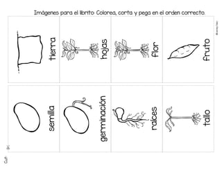 ©
Learni
n
g
Palace
Imágenes para el librito: Colorea, corta y pega en el orden correcto.
tallo
hojas
flor
fruto
semilla
germinación
raíces
tierra
 