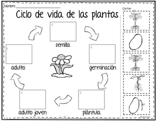 Ciclo de vida de las plantas
Nombre:_________________________
Cortar
:
semilla
germinación
adulto joven
adulto
©Learning Palace
plántula
 