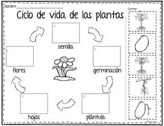 Ciclo de vida de las plantas
Nombre:_________________________
Cortar
:
semilla
germinación
hojas
flores
©Learning Palace
plántula
 