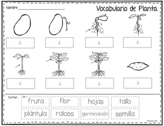 Vocabulario de Planta
Nombre:_________________________
fruta flor
plantula raices
hojas tallo
germinacion semilla
Cortar:
©Learning Palace
 