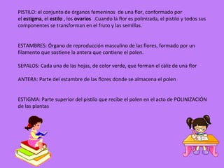PISTILO: el conjunto de órganos femeninos de una flor, conformado por
el estigma, el estilo , los ovarios .Cuando la flor es polinizada, el pistilo y todos sus
componentes se transforman en el fruto y las semillas.


ESTAMBRES: Órgano de reproducción masculino de las flores, formado por un
filamento que sostiene la antera que contiene el polen.

SEPALOS: Cada una de las hojas, de color verde, que forman el cáliz de una flor

ANTERA: Parte del estambre de las flores donde se almacena el polen


ESTIGMA: Parte superior del pistilo que recibe el polen en el acto de POLINIZACIÓN
de las plantas
 