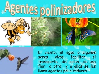 El viento, el agua o algunos
seres    vivos     facilitan  el
transporte del polen de una
flor a otra y a ellos se les
llama agentes polinizadores .
 