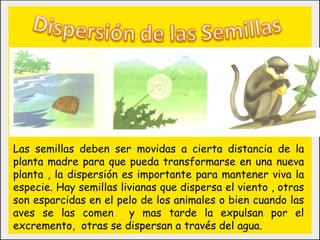 Las semillas deben ser movidas a cierta distancia de la
planta madre para que pueda transformarse en una nueva
planta , la dispersión es importante para mantener viva la
especie. Hay semillas livianas que dispersa el viento , otras
son esparcidas en el pelo de los animales o bien cuando las
aves se las comen y mas tarde la expulsan por el
excremento, otras se dispersan a través del agua.
 