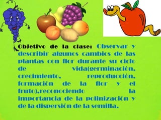 Objetivo de la clase: Observar y
describir algunos cambios de las
plantas con flor durante su ciclo
de              vida(germinación,
crecimiento,         reproducción,
formación de la flor y el
fruto),reconociendo             la
importancia de la polinización y
de la dispersión de la semilla.
 