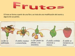El fruto se forma a partir de una flor y se trata de una modificación del ovario y
alguna de sus partes.
 