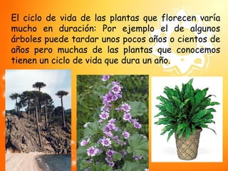 El ciclo de vida de las plantas que florecen varía
mucho en duración: Por ejemplo el de algunos
árboles puede tardar unos pocos años o cientos de
años pero muchas de las plantas que conocemos
tienen un ciclo de vida que dura un año.
 