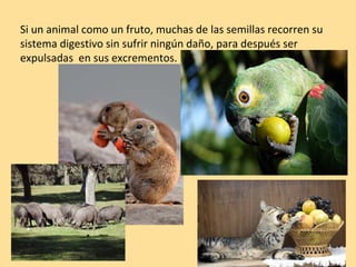 Si un animal como un fruto, muchas de las semillas recorren su
sistema digestivo sin sufrir ningún daño, para después ser
expulsadas en sus excrementos.
 