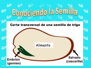 Alimento
 