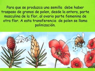 Para que se produzca una semilla debe haber
traspaso de granos de polen, desde la antera, parte
  masculina de la flor, al ovario parte femenina de
 otra flor. A esta transferencia de polen se llama
                     polinización.
 