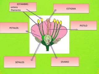 ESTAMBRE:
-antera
-filamento             ESTIGMA




                                 PISTILO
PETALOS




    SÉPALOS        OVARIO
 