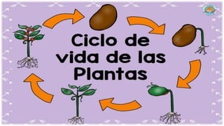CICLO DE VIDA DE LAS PLANTAS.pptx