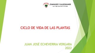 JUAN JOSÉ ECHEVERRIA VERGARA
2022
CICLO DE VIDA DE LAS PLANTAS
 