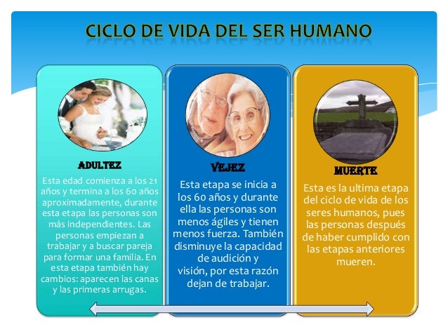 Ciclo de vida del ser humano