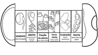 SEMENTE
Germinação
BROTO
Aparecimento e
Expansão
da raiz
Fixação
da planta
(raiz, caule e folha)
Planta
Adulta
Caule e Folhas
desenvolvidos
FLORAÇÃO
Época
reprodutiva
FRUTO
Maturação das
vagens
 