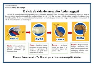 Escola Santa Maria
Professora: Mary Alvarenga
O ciclo de vida do mosquito Aedes aegypti
O ciclo do mosquito da dengue (Aedes aegypti) é composto por quatro fases: ovo, larva, pupa e mosquito adulto. As larvas se
desenvolvem em água limpa e parada. Em condições ideais, leva de 7 a 10 dias para que o ciclo de vida se complete. Os adultos vivem
em média de 30 a 45 dias. A eliminação de criadouros deve ser realizada, pelo menos, uma vez por semana. Desse modo, o ciclo de
vida do mosquito poderá ser interrompido.
Um ovo demora entre 7 e 10 dias para virar um mosquito adulto.
Adulto - O mosquito fêmea
depositam seus ovos em
qualquer recipiente que
contenham água.
Ovos - Quando os ovos se
encontram em meio aquoso,
ocorre o processo de
incubação, que pode durar
alguns dias ou meses.
Larva – As larvas
vivem na água e se
convertem pupas em
apenas 5 dias.
Pupa – As pupas vivem
na água e demoram 2 dias
para se transformarem em
mosquitos adultos com
capacidade de voar.
 