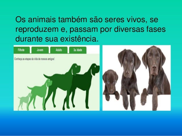 Os animais também são seres vivos, se
reproduzem e, passam por diversas fases
durante sua existência.