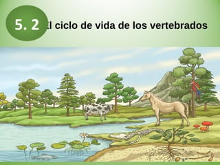 El ciclo de vida de los vertebrados5. 2
 