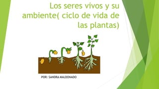 Los seres vivos y su
ambiente( ciclo de vida de
las plantas)
POR: SANDRA MALDONADO
 