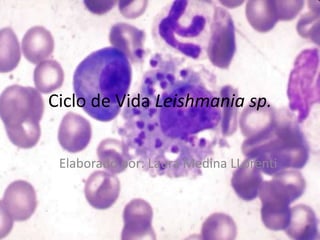 Ciclo de Vida Leishmania sp.
Elaborado por: Laura Medina LLorenti
 