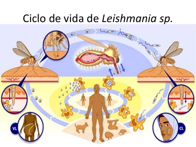Ciclo De Vida Leishmania Sp ciclo-de-vida-leishmania-sp