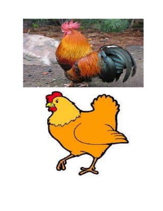 Ciclo de vid de los animalesj