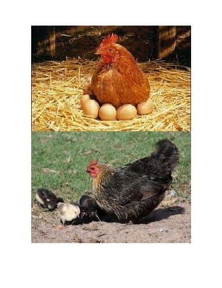 Ciclo de vid de los animalesj