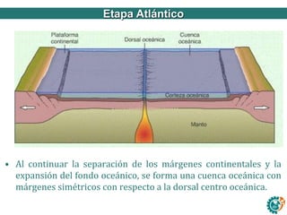 Ley de refracciónEtapa Atlántico
• Al continuar la separación de los márgenes continentales y la
expansión del fondo oceánico, se forma una cuenca oceánica con
márgenes simétricos con respecto a la dorsal centro oceánica.
 