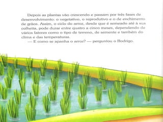 Ciclo do Arroz