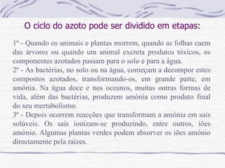 O ciclo do azoto pode ser dividido em etapas: 1ª - Quando os animais e plantas morrem, quando as folhas caem das árvores ou quando um animal excreta produtos tóxicos, os componentes azotados passam para o solo e para a água. 2ª - As bactérias, no solo ou na água, começam a decompor estes compostos azotados, transformando-os, em grande parte, em amónia. Na água doce e nos oceanos, muitas outras formas de vida, além das bactérias, produzem amónia como produto final do seu mertabolismo. 3ª - Depois ocorrem reacções que transformam a amónia em sais solúveis. Os sais ionizam-se produzindo, entre outros, iões amónio. Algumas plantas verdes podem absorver os iões amónio directamente pela raízes. 